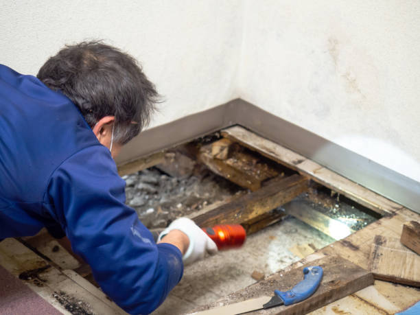 Best Residential Mold Remediation in Valley Center, KS