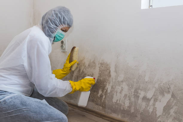 Best Attic Mold Remediation in Valley Center, KS