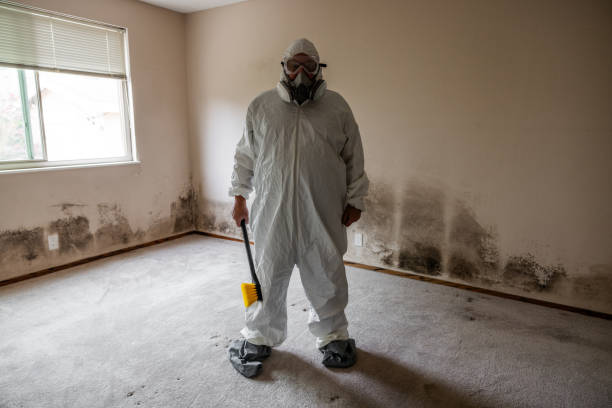 Best Basement Mold Remediation in Valley Center, KS